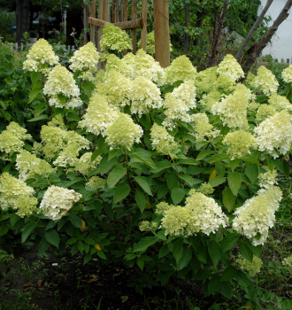 Hortenzie latnat MOJITO 40-50 cm, kont. 4 l
