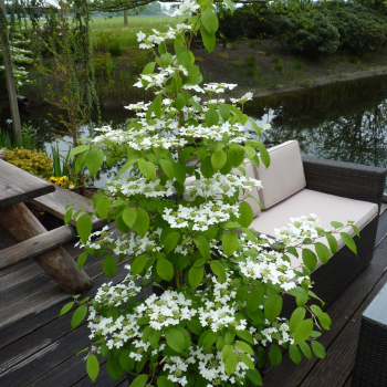 Kalina obecn KILIMANDJARO 60-70 cm, kont. 2,5 l