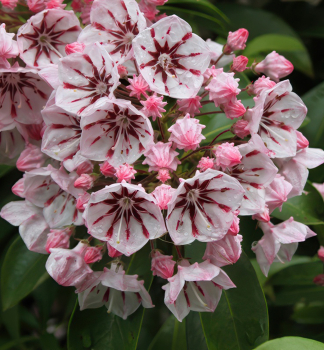 Mamota irokolist PEPPERMINT 30-40 cm, kont. 4 l