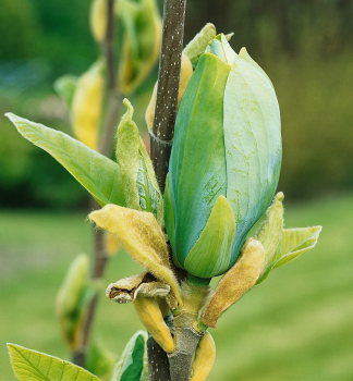 cholan liliokvt BLUE BABY 80-100 cm, kont. 7 l
