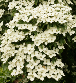 Svda japonsk SCHMETTERLING 90-100 cm, kont. 7 l