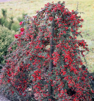 Skalnk Dammerv CORAL BEAUTY na kmnku 150 cm, kont. 10 l