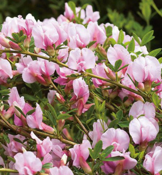 ilimnk 'MOYCLARE PINK' 70-80 cm, kont. 2 l