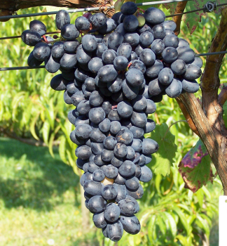 Vinná réva bezsemenná ´ATIKA´ 20-30 cm, zemní bal