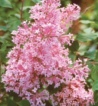 ek BLOOMERANG PINK PERFUME na kmnku 80 cm, kont. 5 l