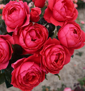 Re strom. extra voav PRINZESSIN MARIE-JOSɮ***** Kordes, na km. 80 cm, prostok.