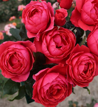 Re extra voav GARTENPRINZESSIN MARIE-JOSɮ ***** ADR, Kordes 2016, kont. 2 l
