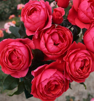 Růže extra voňavá ´GARTENPRINZESSIN MARIE-JOSÉ® ***** ADR, Kordes 2016, kont. 2 l