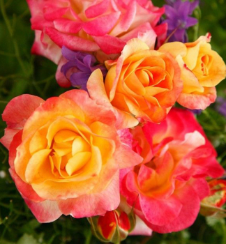 Růže mnohokvětá ´FIREBIRD®´ Kordes 2015, kont. 2 l