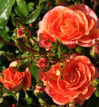 Růže mnohokvětá ´AIRBRUSH®´ * Kordes 2013, 50-60 cm, kont. 2 l