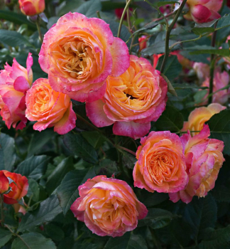 Růže mnohokvětá ´GARTENSPASS®´ ** Kordes 2008, kont. 2 l 