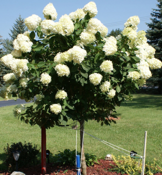 Hortenzie latnat LIMELIGHT na kmnku 90 cm, kont. 7,5 l