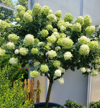 Hortenzie latnat� �LIMELIGHT�� na km�nku 40 cm, kont. 7,5 l