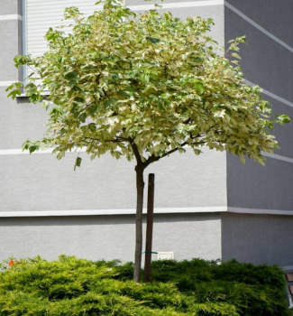 Javor klen �SIMON-LOUIS FRERES�, na km�nku 120 cm, kont. 7,5l