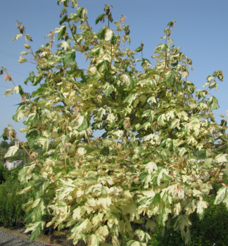 Obr�zok (6)