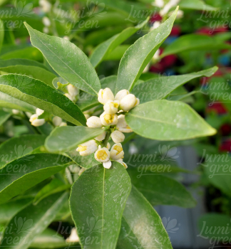 Obr�zok (3)
