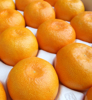 Mandarinkovnk KISHU-MIKAN 20-30 cm, kont. 2 l