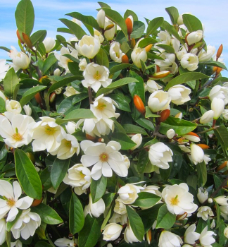 cholan FAIRY MAGNOLIA CREAM 30-40 cm, kont. 3 l