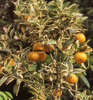 Pomeranovnk ARANCIO VARIEGATA 40-50 cm, kont. 2 l, roubovan