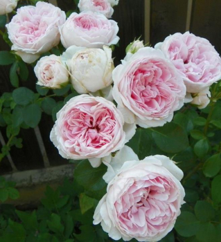 Re parkov CINDERELLA ** Kordes 2003, kont. 2 l