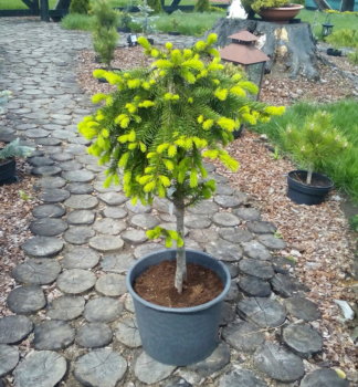 Smrk pevisl FORMANEK  na kmnku 30 cm, kont. 5 l