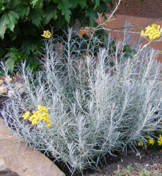 Kari koen, kont. 0,5 l