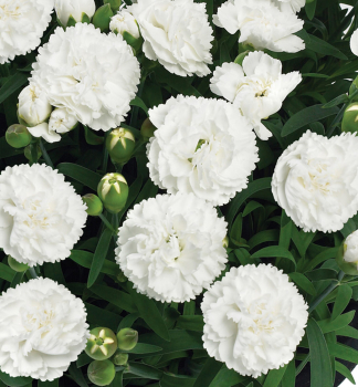 Hvozd�k �DINAMIC WHITE�, kont. 0,5 l