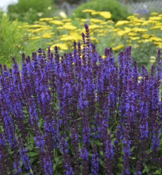 �alv�j hajn� �NEW DIMENSION BLUE� kont. 0,5 l