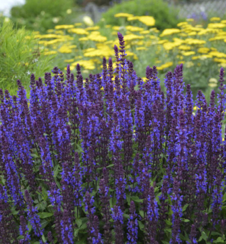 �alv�j hajn� �NEW DIMENSION BLUE� kont. 0,5 l