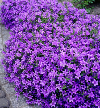 Zvonek dalmatsk� �CLOCKWISE DEEP BLUE�, kont. 1 l