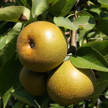 Obrzok (5)