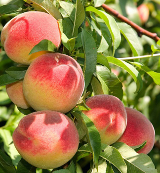 Broskvo� �VELVET�, podn. Rakonieviczk�, prostok.