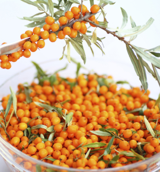 Rakytn�k �e�etl�kov� �INJA� 40-50 cm, kont. 2,5 l - sami�� rostlina