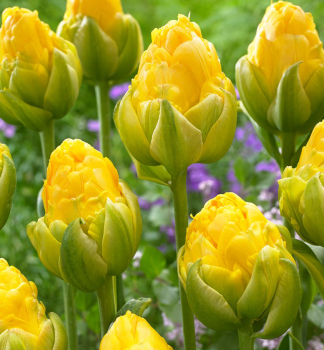 Tulipn VANILLA COUP 2-3 ks v kont. 0,5 l