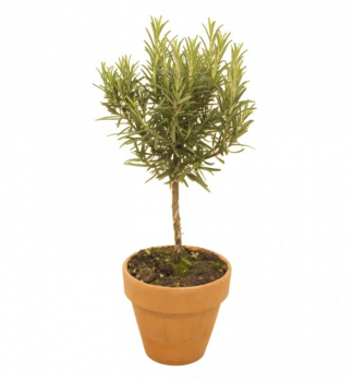 Rozmarn lkask na kmnku 10 cm, kont. 0,5 l
