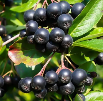 Jeb ernoplod NERO 90-100 cm, kont. 2 l