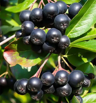 Jeb ernoplod NERO 90-100 cm, kont. 2 l