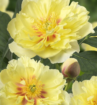 Pivo�ka Itoh �BARTZELLA�, kont. 1 l