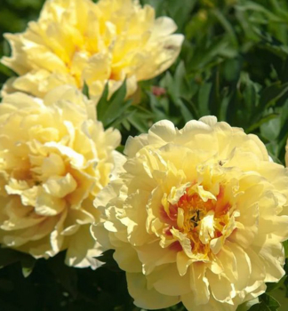 Pivo�ka Itoh �SHINING LIGHT�, kont. 1 l