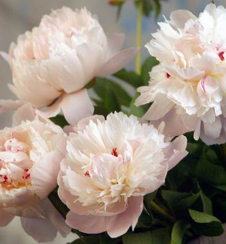 Pivo�ka bylinn� �PECHER�, kont. 1 l