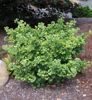 Obrzok (1)