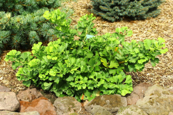 Obrzok (3)