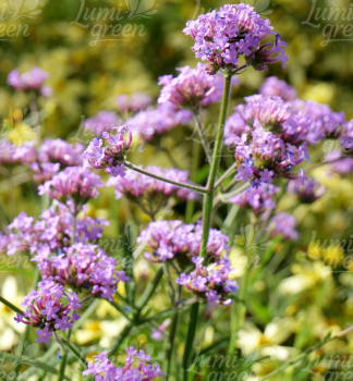 Obrázok (11) Obrázok (11)