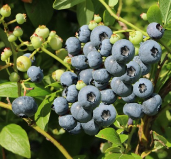 Kanadsk borvka BLUEGOLD 30-40 cm, kont. 2 l