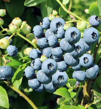 Kanadsk borvka BLUEGOLD 30-40 cm, kont. 2 l