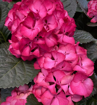 Hortenzie velkolist BALADIA HOT PINK 30-40 cm, kont. 4 l