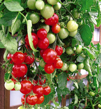 Raje cherry PENDULINA RED, kont. 0,3 l