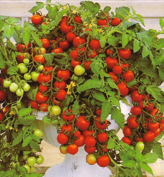 Raje cherry PENDULINA RED, 1 ks v kont. 0,3 l