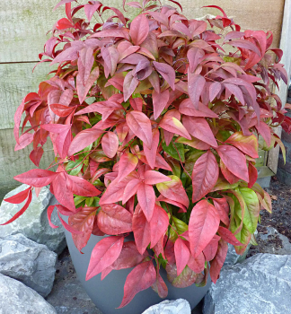 Nandina domc BLUSH PINK 30-40 cm, kont. 2 l