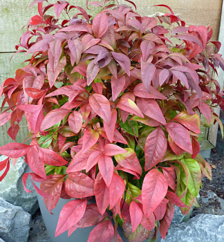 Nandina domc BLUSH PINK 20-30 cm, kont. 2 l